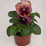 Виола виттрока (Viola wittrockiana)