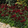 Гвоздика турецкая (Dianthus barbatus)