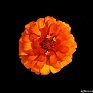 Цинния изящная (Zinnia elegans)