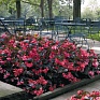Бегония гибридная (бронзовая листва) (Begonia benariensis)