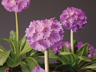 Примула мелкозубчатая (Corolla)