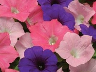Петуния ампельная гибридная (Easy Wave F1)