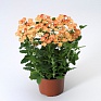 Вербена гибридная (Verbena hybrida)