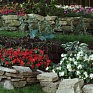Бегония гибридная (зеленая листва) (Begonia hybrida)