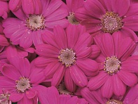 Цинерария гибридная (Venezia F1)