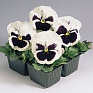 Виола виттрока (Viola wittrockiana)