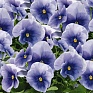 Виола виттрока (Viola wittrockiana) Виола виттрока (Viola wittrockiana)