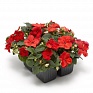 Бальзамин Уоллера ампельный (Impatiens walleriana) Бальзамин Уоллера ампельный (Impatiens walleriana)
