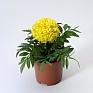 Бархатцы прямостоячие (Tagetes erecta)