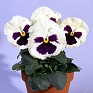 Виола Виттрока (Viola wittrockiana)