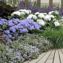 Бакопа (Сутера) сердцевидная (Sutera (Bacopa) cordata) Бакопа (Сутера) сердцевидная (Sutera (Bacopa) cordata)