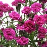 Гвоздика турецкая (Dianthus barbatus)