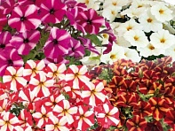 Петуния ампельная гибридная (My Joy F1)