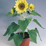 Подсолнечник летний (Helianthus annuus)