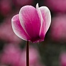 Цикламен персидский (Cyclamen persicum)