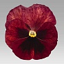 Виола виттрока (Viola wittrockiana)