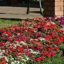 Вербена гибридная (Verbena hybrida) Вербена гибридная (Verbena hybrida)