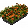 Бархатцы отклоненные (Tagetes patula) Бархатцы отклоненные (Tagetes patula)