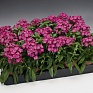 Гвоздика турецкая (Dianthus barbatus)