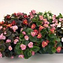 Бегония вечноцветущая (зеленая и бронзовая листва) (Begonia semperflorens)