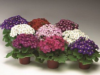 Цинерария гибридная (Venezia F1)