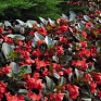 Бегония гибридная (бронзовая листва) (Begonia benariensis)