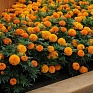 Бархатцы прямостоячие (Tagetes erecta) Бархатцы прямостоячие (Tagetes erecta)