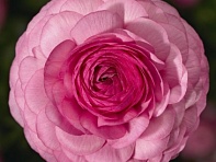 Лютик азиатский (Mache F1)