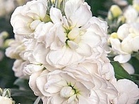 Левкой седой (Vintage)