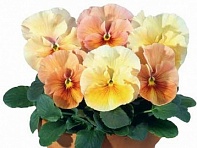 Виола Виттрока (Acquarelle F1) Виола Виттрока (Acquarelle F1)