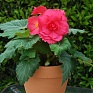 Бегония клубневая махровая (Begonia tuberhybrida)