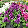 Левкой седой (Matthiola incana) Левкой седой (Matthiola incana)