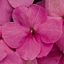 Бальзамин Уоллера (Impatiens walleriana) Бальзамин Уоллера (Impatiens walleriana)