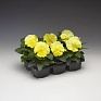 Виола Виттрока (Viola wittrockiana) Виола Виттрока (Viola wittrockiana)