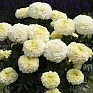 Бархатцы прямостоячие (Tagetes erecta) Бархатцы прямостоячие (Tagetes erecta)
