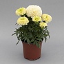 Бархатцы прямостоячие (Tagetes erecta) Бархатцы прямостоячие (Tagetes erecta)