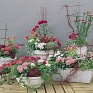 Пентас ланцетовидный (Pentas lanceolata)