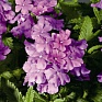 Бегония клубневая махровая (Begonia tuberhybrida)