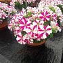 Петуния ампельная гибридная (Petunia x hybrida)