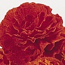 Бегония клубневая махровая (Begonia tuberhybrida)