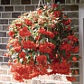 Бегония клубневая махровая ампельная (Begonia tuberhybrida) Бегония клубневая махровая ампельная (Begonia tuberhybrida)