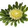 Астра китайская (Callistephus chinensis)