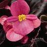 Бегония вечноцветущая (бронзовая листва) (Begonia semperflorens)