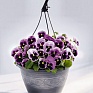 Виола виттрока (Viola wittrockiana) Виола виттрока (Viola wittrockiana)