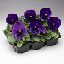 Виола Виттрока (Viola wittrockiana) Виола Виттрока (Viola wittrockiana)