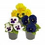 Виола виттрока (Viola wittrockiana) Виола виттрока (Viola wittrockiana)