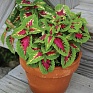 Колеус гибридный (Coleus х hybrida) Колеус гибридный (Coleus х hybrida)