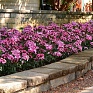 Гвоздика турецкая (Dianthus barbatus)