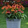 Эхинацея гибридная (Echinacea purpurea)