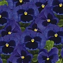 Виола виттрока (Viola wittrockiana) Виола виттрока (Viola wittrockiana)
